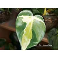 Philodendron " Silver Strip Efeutute Pothos Plant // Pflanzen Stecklinge Scindapsus Teruno Grün Sammlersorte Zimmerpflanzen Philodendron " Silver Strip Efeutute Pothos Plant // Pflanzen Stecklinge Scindapsus Teruno Grün Sammlersorte Zimmerpflanzen von HerzderMonstera