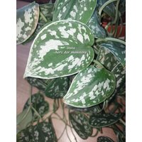 Scindapsus " Argyraeus Efeutute Pothos Plant // Pflanzen Stecklinge Philodendron Epipremnum Teruno Grün Sammlersorte Zimmerpflanze von HerzderMonstera