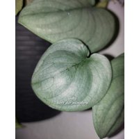 Scindapsus " Platinum Efeutute Pothos Plant // Pflanzen Stecklinge Philodendron Epipremnum Teruno Grün Sammlersorte Zimmerpflanze Scindapsus " Platinum Efeutute Pothos Plant // Pflanzen Stecklinge Philodendron Epipremnum Teruno Grün Sammlersorte Zimmerpflanze von HerzderMonstera