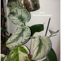 Scindapsus " Silver Princess Efeutute Pothos Plant // Pflanzen Stecklinge Philodendron Epipremnum Teruno Grün Sammlersorte Zimmerpflanze von HerzderMonstera