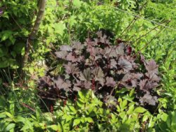 Silberglöckchen 'Binoche', Heuchera 'Binoche', Topfware von Heuchera 'Binoche'