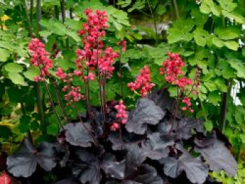Purpurglöckchen 'Black Forest Cake', Heuchera 'Black Forest Cake', Topfware von Heuchera 'Black Forest Cake'