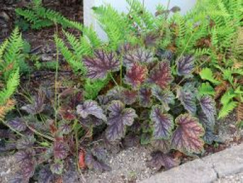Purpurglöckchen 'Dale's Strain', Heuchera americana 'Dale's Strain', Topfware von Heuchera americana 'Dale's Strain'