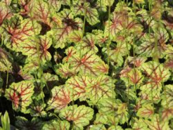 Purpurglöckchen 'Green Spice', Heuchera americana 'Green Spice', Topfware von Heuchera americana 'Green Spice'