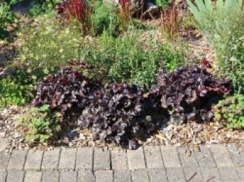 Kleinblütiges Silberglöckchen 'Black Pearl' ®, Heuchera micrantha 'Black Pearl' ®, Topfware von Heuchera micrantha 'Black Pearl' ®