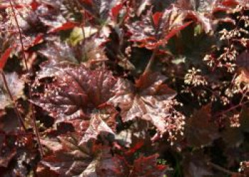 Silberglöckchen 'Cappuccino', Heuchera micrantha 'Cappuccino', Topfware von Heuchera micrantha 'Cappuccino'