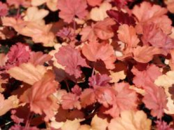 Silberglöckchen 'Cherry Cola', Heuchera micrantha 'Cherry Cola', Topfware von Heuchera micrantha 'Cherry Cola'