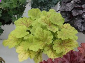 Silberglöckchen 'Electra', Heuchera micrantha 'Electra', Topfware von Heuchera micrantha 'Electra'