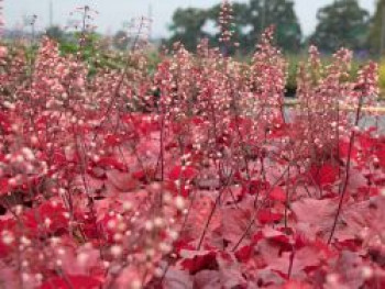 Silberglöckchen 'Fire Alarm', Heuchera micrantha 'Fire Alarm', Topfware von Heuchera micrantha 'Fire Alarm'