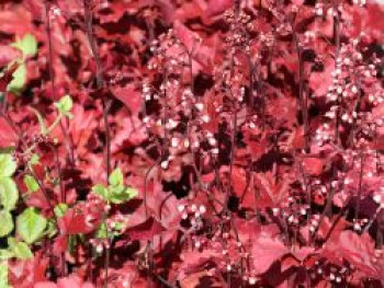 Silberglöckchen 'Fire Chief', Heuchera micrantha 'Fire Chief', Containerware von Heuchera micrantha 'Fire Chief'