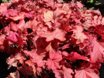 Kleinblütiges Silberglöckchen 'Georgia Peach', Heuchera micrantha 'Georgia Peach', Topfware von Heuchera micrantha 'Georgia Peach'