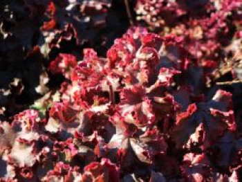Silberglöckchen 'Melting Fire', Heuchera micrantha 'Melting Fire', Topfware von Heuchera micrantha 'Melting Fire'
