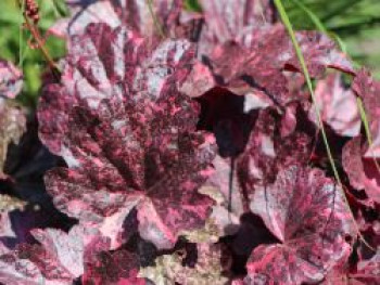 Garten-Silberglöckchen 'Midnight Rose', Heuchera micrantha 'Midnight Rose', Topfware von Heuchera micrantha 'Midnight Rose'