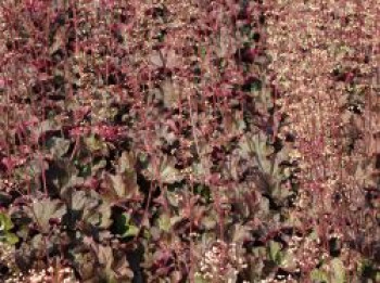 Purpurglöckchen 'Mocha', Heuchera micrantha 'Mocha', Topfware von Heuchera micrantha 'Mocha'