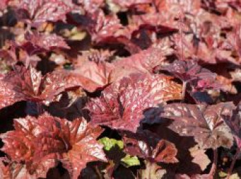 Rotblättriges Silberglöckchen 'Palace Purple', Heuchera micrantha 'Palace Purple', Containerware von Heuchera micrantha 'Palace Purple'