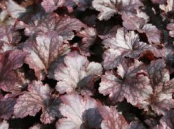 Silberglöckchen 'Plum Pudding' ®, Heuchera micrantha 'Plum Pudding' ®, Topfware von Heuchera micrantha 'Plum Pudding' ®