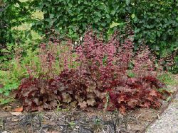 Silberglöckchen 'Rachel', Heuchera micrantha 'Rachel', Topfware von Heuchera micrantha 'Rachel'