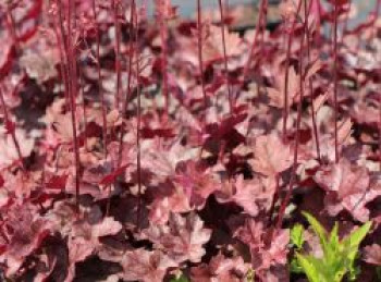 Silberglöckchen 'Regina', Heuchera micrantha 'Regina', Topfware von Heuchera micrantha 'Regina'