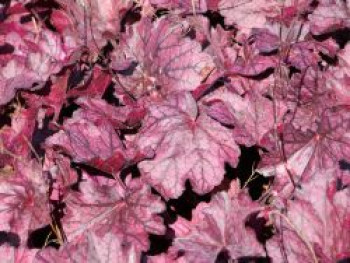 Kleinblütiges Silberglöckchen 'Wild Rose', Heuchera micrantha 'Wild Rose', Topfware von Heuchera micrantha 'Wild Rose'