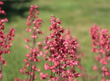 Purpurglöckchen 'Paris', Heuchera sanguinea 'Paris', Topfware von Heuchera sanguinea 'Paris'