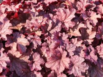 Purpurglöckchen 'Berry Smoothie' ®, Heuchera villosa 'Berry Smoothie' ®, Topfware von Heuchera villosa 'Berry Smoothie' ®