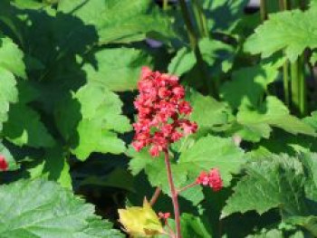 Purpurglöckchen 'Pluie de Feu', Heuchera x brizoides 'Pluie de Feu', Topfware von Heuchera x brizoides 'Pluie de Feu'