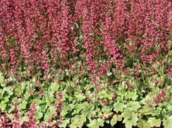 Purpurglöckchen 'Berry Timeless', Heuchera x cultorum 'Berry Timeless', Topfware von Heuchera x cultorum 'Berry Timeless'