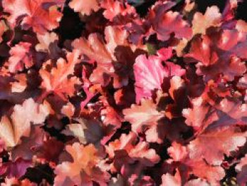 Purpurglöckchen 'Cherry Truffles', Heuchera x cultorum 'Cherry Truffles', Topfware von Heuchera x cultorum 'Cherry Truffles'