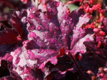 Purpurglöckchen 'Forever Purple', Heuchera x cultorum 'Forever Purple', Topfware von Heuchera x cultorum 'Forever Purple'