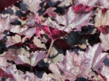Silberglöckchen 'Frosted Violet', Heuchera x cultorum 'Frosted Violet', Topfware von Heuchera x cultorum 'Frosted Violet'