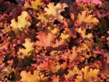 Purpurglöckchen 'Gojiberry', Heuchera x cultorum 'Gojiberry', Topfware von Heuchera x cultorum 'Gojiberry'