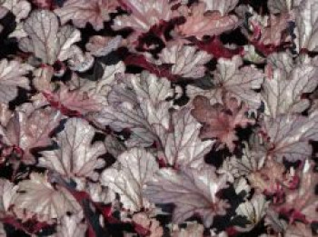 Purpurglöckchen 'Huckleberry', Heuchera x cultorum 'Huckleberry', Topfware von Heuchera x cultorum 'Huckleberry'