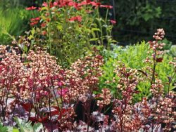 Silberglöckchen 'Shanghai', Heuchera x cultorum 'Shanghai', Topfware von Heuchera x cultorum 'Shanghai'