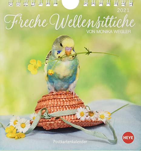 Freche Wellensittiche Postkartenkalender 2021 von Monika Wegler - Kalender mit perforierten Postkarten - zum Aufstellen und Aufhängen - mit Monatskalendarium - Format 16 x 17 cm von Heye