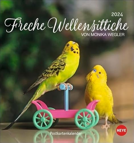 Freche Wellensittiche Postkartenkalender 2024 von Monika Wegler. Die bunten Vögel in einem kleinen Kalender zum Aufstellen und Aufhängen. Perforierter Postkarten-Fotokalender. von Heye
