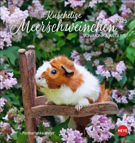 Kuschelige Meerschweinchen Postkartenkalender 2025: von Monika Wegler. Kleiner Kalender mit Porträts der putzigen Nager. Jeden Monat eine neue Postkarte aus dem Fotokalender. (Postkartenkalender Heye) Kuschelige Meerschweinchen Postkartenkalender 2025: von Monika Wegler. Kleiner Kalender mit Porträts der putzigen Nager. Jeden Monat eine neue Postkarte aus dem Fotokalender. (Postkartenkalender Heye) von Heye