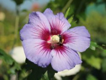 Garteneibisch 'Ultramarine' ®, 20-40 cm, Hibiscus 'Ultramarine' ®, Containerware von Hibiscus 'Ultramarine' ®