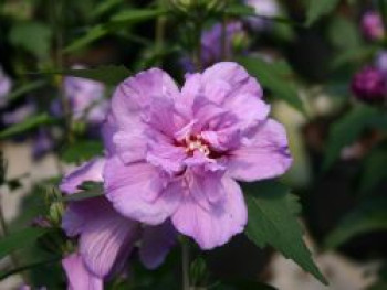 Garteneibisch 'Ardens', 80-100 cm, Hibiscus syriacus 'Ardens', Containerware von Hibiscus syriacus 'Ardens'