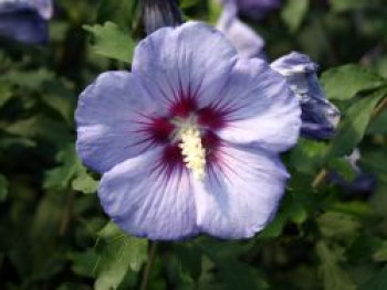 Garteneibisch 'Blue Bird' / 'Oiseau Bleu', 80-100 cm, Hibiscus syriacus 'Blue Bird' / 'Oiseau Bleu', Containerware von Hibiscus syriacus 'Blue Bird' / 'Oiseau Bleu'