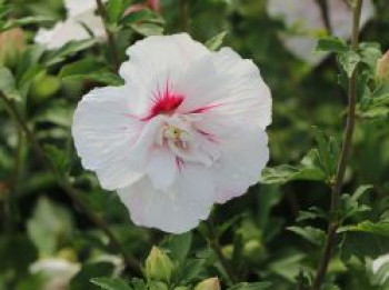 Garteneibisch 'China Chiffon' ®, 100-125 cm, Hibiscus syriacus 'China Chiffon' ®, Containerware von Hibiscus syriacus 'China Chiffon' ®