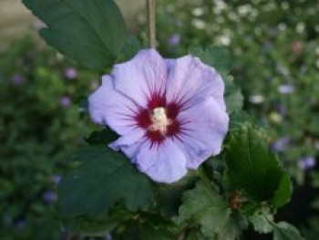Garteneibisch 'Coelestis', 40-60 cm, Hibiscus syriacus 'Coelestis', Containerware von Hibiscus syriacus 'Coelestis'