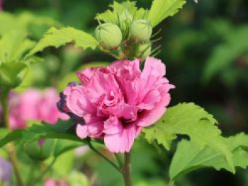 Garteneibisch 'Duc de Brabant', Stamm 60-80 cm, 90-100 cm, Hibiscus syriacus 'Duc de Brabant', Stämmchen von Hibiscus syriacus 'Duc de Brabant'