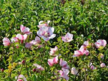 Garteneibisch 'Hamabo', 60-80 cm, Hibiscus syriacus 'Hamabo', Containerware von Hibiscus syriacus 'Hamabo'