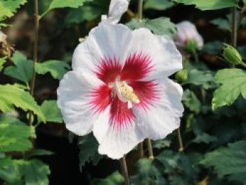 Garteneibisch 'Helene' / 'Helena', 60-80 cm, Hibiscus syriacus 'Helene' / 'Helena', Containerware von Hibiscus syriacus 'Helene' / 'Helena'