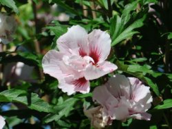 Garteneibisch 'Lady Stanley', 80-100 cm, Hibiscus syriacus 'Lady Stanley', Containerware von Hibiscus syriacus 'Lady Stanley'