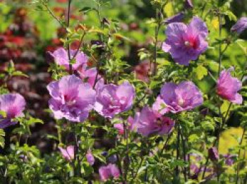 Garteneibisch 'Lavender Chiffon' ®, 80-100 cm, Hibiscus syriacus 'Lavender Chiffon' ®, Containerware von Hibiscus syriacus 'Lavender Chiffon' ®