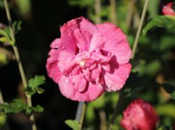 Garteneibisch 'Magenta Chiffon', 40-60 cm, Hibiscus syriacus 'Magenta Chiffon', Containerware von Hibiscus syriacus 'Magenta Chiffon'