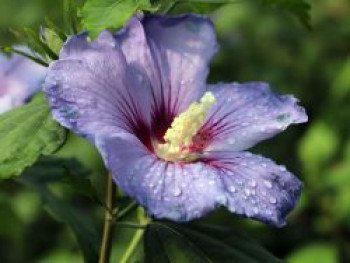 Garteneibisch 'Marina', 80-100 cm, Hibiscus syriacus 'Marina', Containerware XXL von Hibiscus syriacus 'Marina'