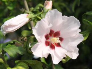 Garteneibisch 'Mathilda', Hibiscus syriacus 'Mathilda', Topfware von Hibiscus syriacus 'Mathilda'