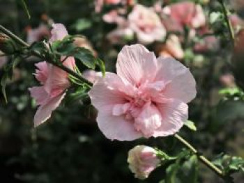 Garteneibisch 'Pink Chiffon' ®, 40-60 cm, Hibiscus syriacus 'Pink Chiffon' ®, Containerware von Hibiscus syriacus 'Pink Chiffon' ®